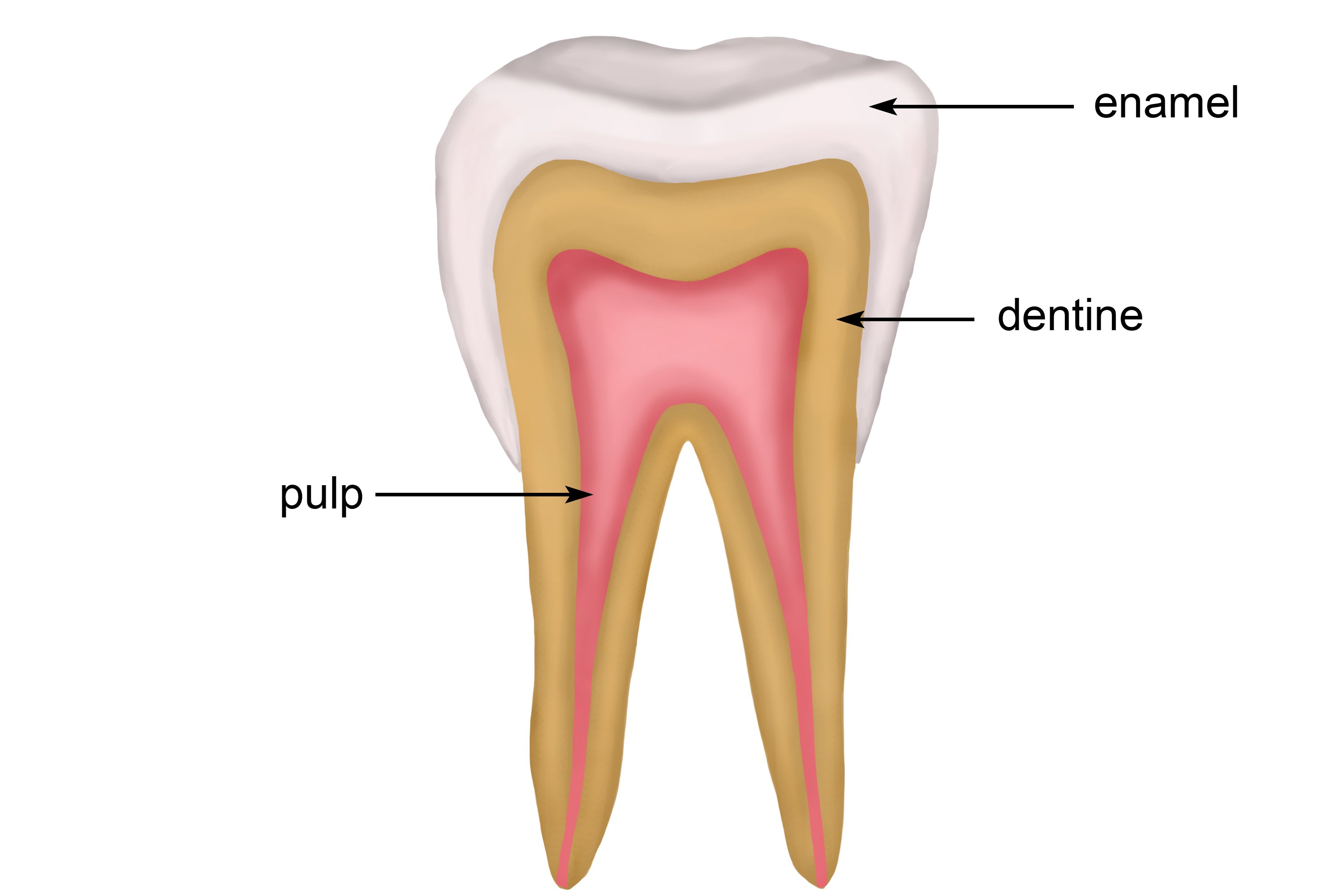 치아 구조 — Enamel, Dentine, Pulp